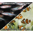 Redox/ORP-Controller Regler Regelgerät Steuerung Steuergerät Ozon Ozonisator Aquarium Pool Teich Süß-/Salzwasser P20